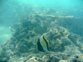   Moorish Idol Hanauma Bay Oahu HI. This little guy was pretty friendly HI  